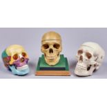 Anatomy. Three plastic models of the human skull Dusty but complete and undamaged