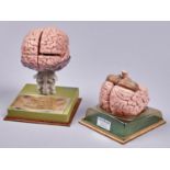 Anatomy.  Two Somso painted plastic models of the human brain