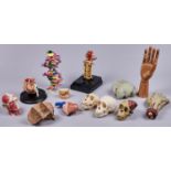 Anatomy. Miscellaneous wood, plastic, PVC and other models of the hand, ears, skull and other