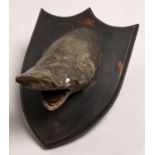 Taxidermy. Head of a shark, 19th / early 20th c, mounted on oak shield, 32cm h Old damage and