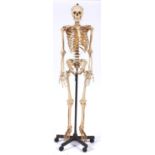 Anatomy. A Somso plastic model of the human  skeleton,  female, on metal stand with castors Dusty