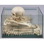 Anatomy. A plastic model of the  human skeleton, incomplete Good condition