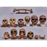 Anthropology. Ten Somso and other painted plastic model skulls and a femur (11) Good condition