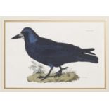 Ornithology.  A fine collection of 18th and 19th c hand coloured prints of birds,  from many of