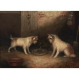George Armfield (1808-1893) - Terriers with a Caged Rat in a Barn, signed, oil on canvas, 29.5 x