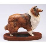 A Beswick model of a Collie, 1979-1989, wood base, 19.5cm h Good condition
