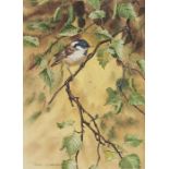 Robin Gibbard - Coal Tit on a Branch, with catkins and spiders web, watercolour heightened with