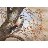 Robin Gibbard (1930-2014) - Great Spotted Woodpecker, autumn branches, watercolour heightened with