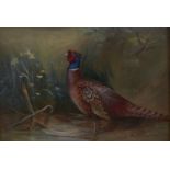 Charles Whymper RI (1853-1941) - Pheasant, signed, watercolour, 17 x 24cm Good condition