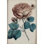 English School, early 19th c - Roses, watercolour, oval, 36.5 and three 19th c birds eye maple