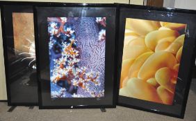 Four large photography prints of Fish and coral each numbered 1/25,