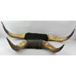 Two pairs of Buffalo/Bison horns one with naturalistic faux fur middle,