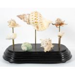A shell display, including conch and other spiral shells on an ebonised stand,