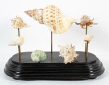 A shell display, including conch and other spiral shells on an ebonised stand,