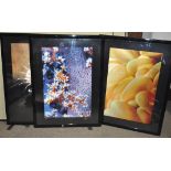 Four large photography prints of Fish and coral each numbered 1/25,