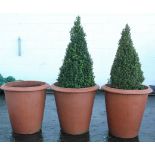 A set of three terracotta jardinieres, of tapering cylindrical form, two with box topiary,