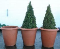 A set of three terracotta jardinieres, of tapering cylindrical form, two with box topiary,