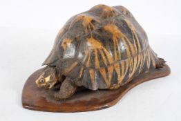 Taxidermy : A tortoise, possibly Indian or Madagascan, on a shaped wooden base,