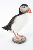 Taxidermy : A North Atlantic Puffin, on a naturalistic plaster base,