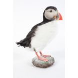 Taxidermy : A North Atlantic Puffin, on a naturalistic plaster base,