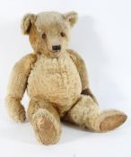 A golden plush teddy bear, with shaved muzzle, slight hump and hinged joints,