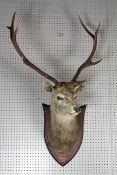A large taxidermy Stag's head, mounted on an oak shield-shaped plaque,
