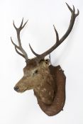 A taxidermy stag's head, 20th century, mounted on an oak shield shape wall mount,