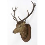A taxidermy stag's head, 20th century, mounted on an oak shield shape wall mount,
