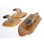 Three items of taxidermy including a stag's hoof on oak mount inscribed for 'Quantock Staghounds