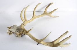 A Stag's skull and antlers,