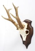 A part deer skull with horns, mounted on a shaped oak wall plaque,