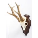 A part deer skull with horns, mounted on a shaped oak wall plaque,