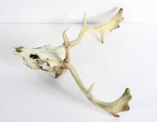 A Stag's skull and antlers,