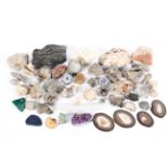 A collection of fossils, specimen minerals, geodes, shells and corals