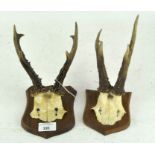 Two set of roe deer antlers,