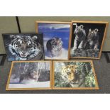 A collection of five framed pictures of tigers (from Longleat Safari),