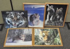A collection of five framed pictures of tigers (from Longleat Safari),