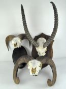 A group of three wall hanging animal skulls with horns