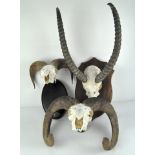 A group of three wall hanging animal skulls with horns