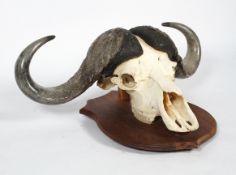 Taxidermy: a buffalo skull on a shield shaped mount,