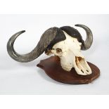 Taxidermy: a buffalo skull on a shield shaped mount,