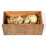 An Adam, Rouilly & Co half human skeleton, with articulated jaw, spine, hand and foot,