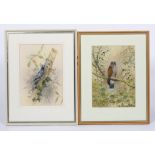 Eileen Cooper, a Kestrel perched on a branch, watercolour and body colour, signed lower left,