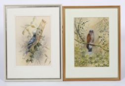 Eileen Cooper, a Kestrel perched on a branch, watercolour and body colour, signed lower left,