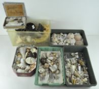 An extensive collection of shells,