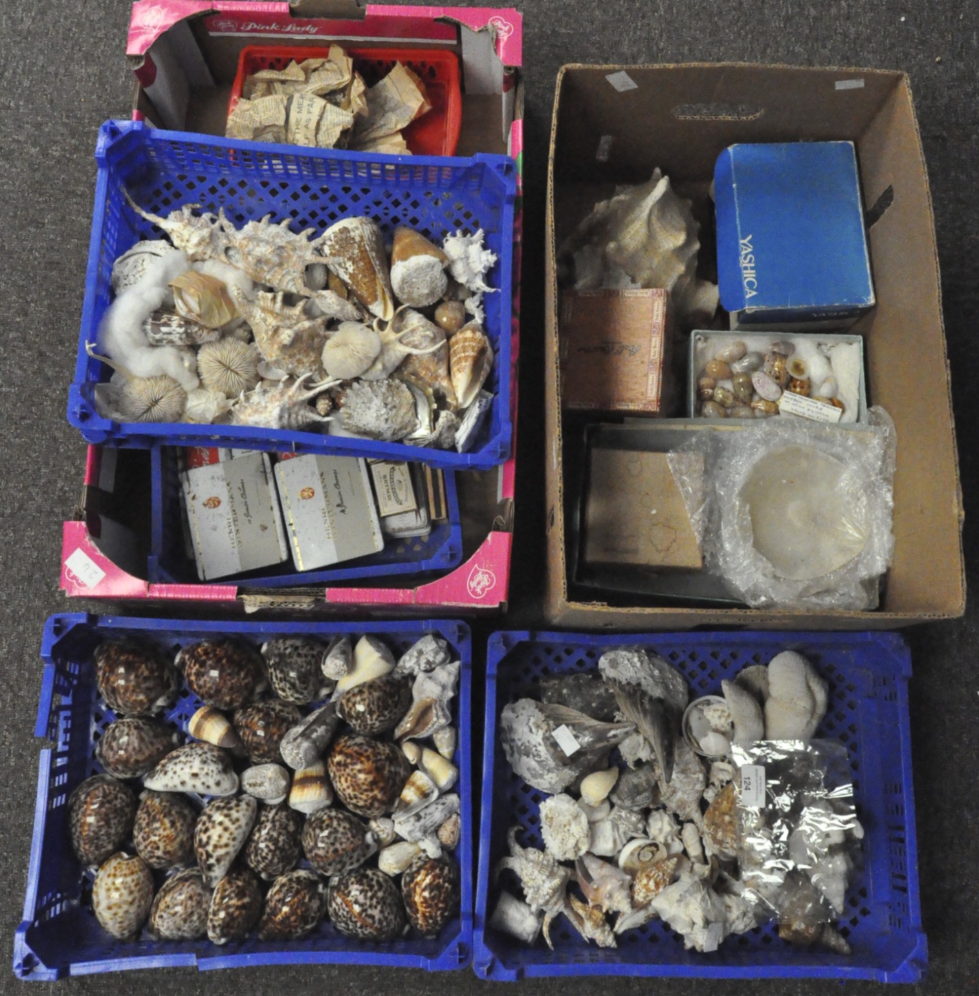 A collection of sea shells other similar items,