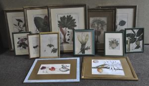A collection of botanical prints,