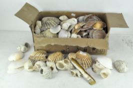 A collection of assorted seashells,