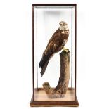 A taxidermy honey buzzard, late 19th century, modelled perched on a tree stump base, by Thomas Hunt,