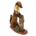 A taxidermy Pine Marten,